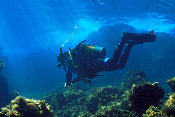 EU-funded researchers are regenerating marine forest ecosystems, supporting their crucial role in maintaining ocean biodiversity and resilience. © Johan Holmdahl, Shutterstock.com